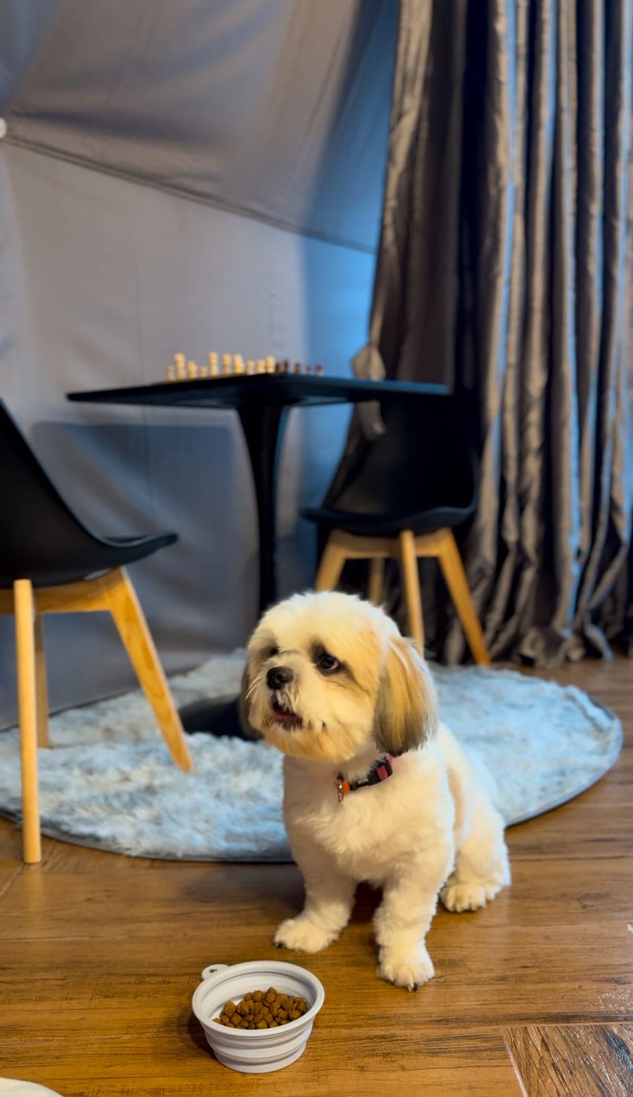 A small dog sitting on a rug inside the dome